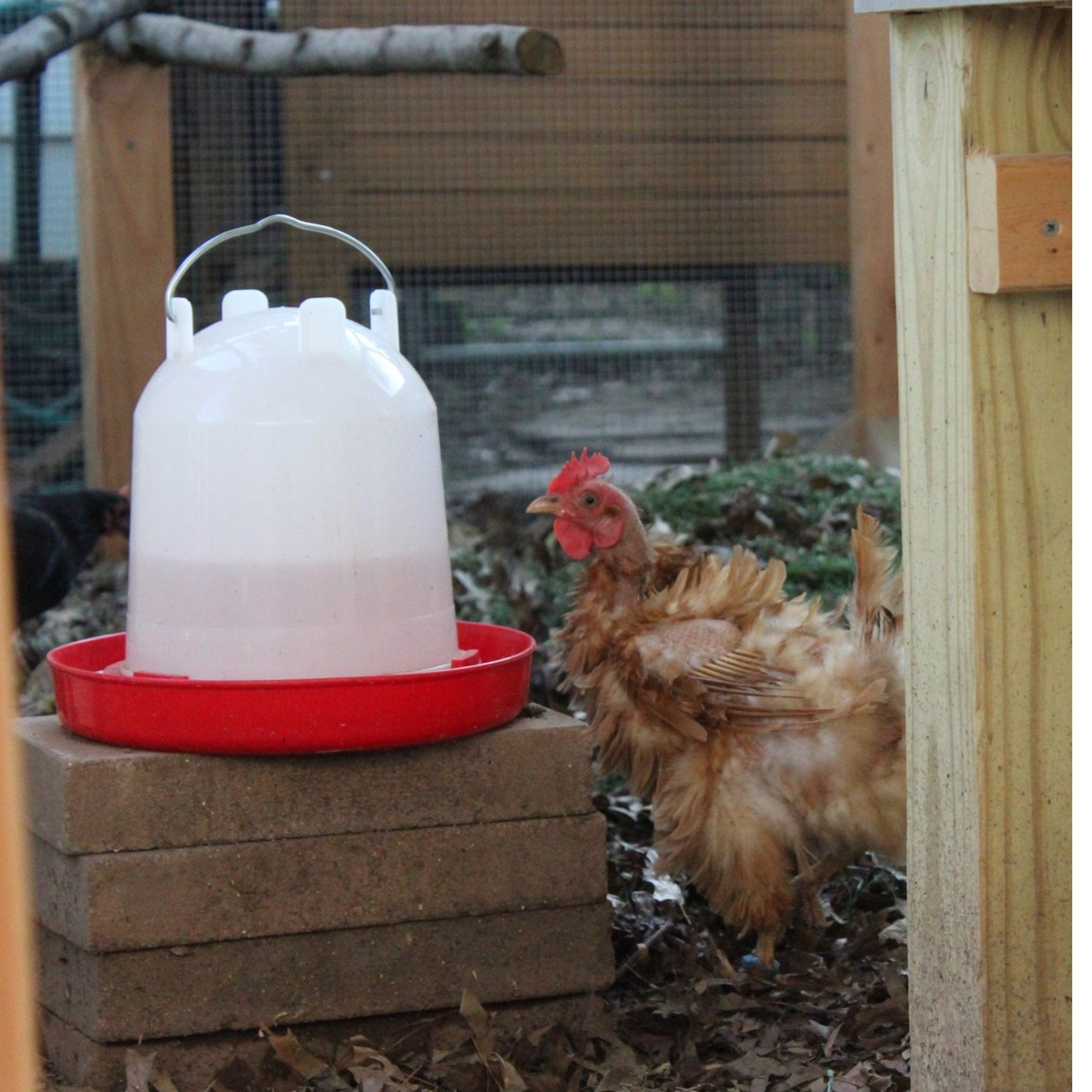 Red based Water drinker with chickens enjoying the ease of access.