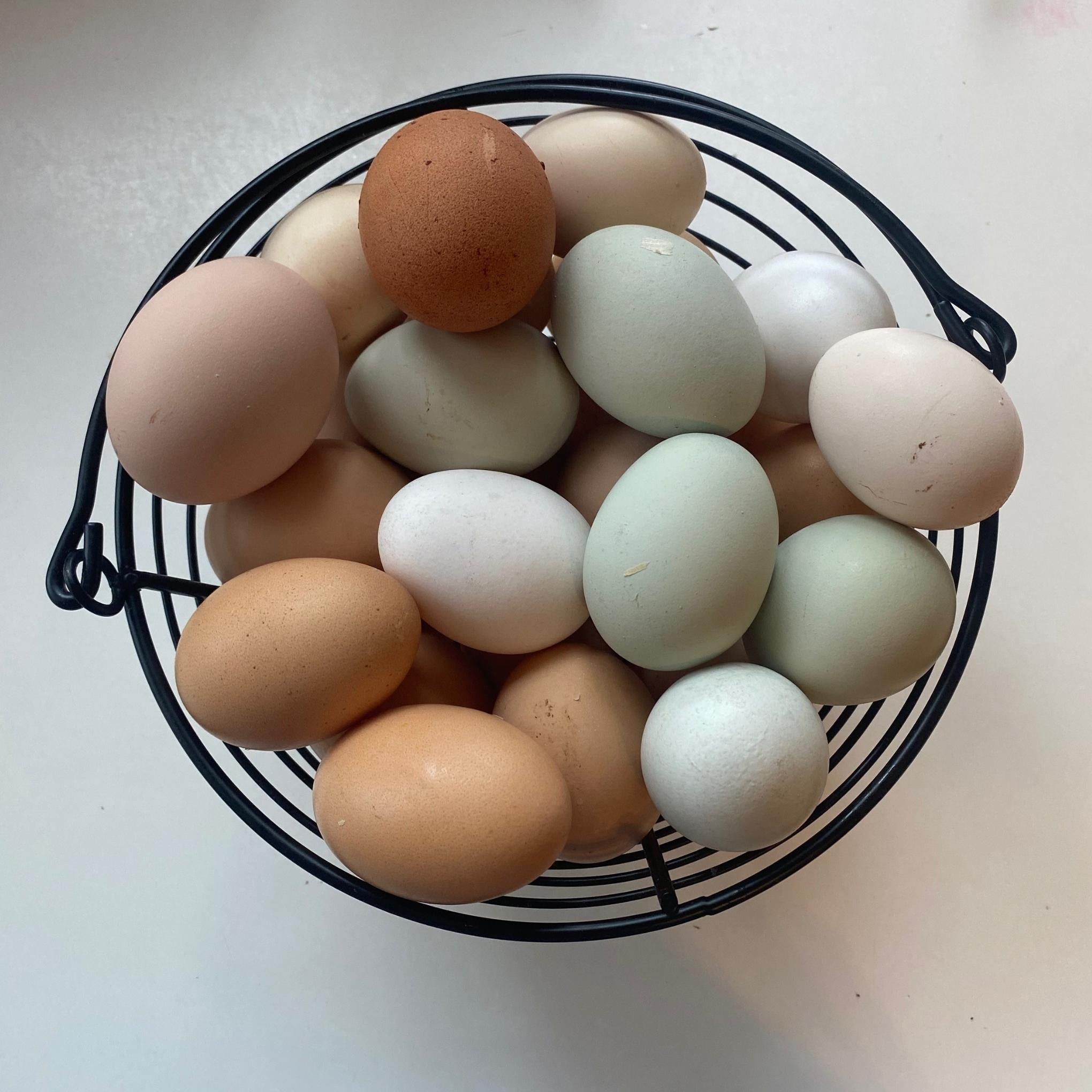 Hatching Time chicken eggs