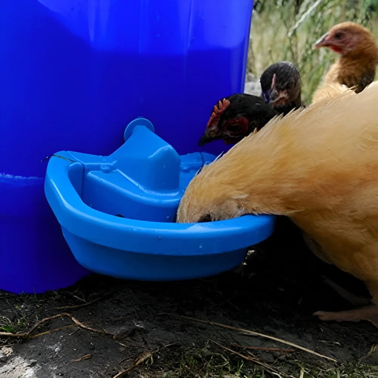 Hatching Time Maxicup. Automatic poultry waterer can be seen in image being used by 4 chickens.