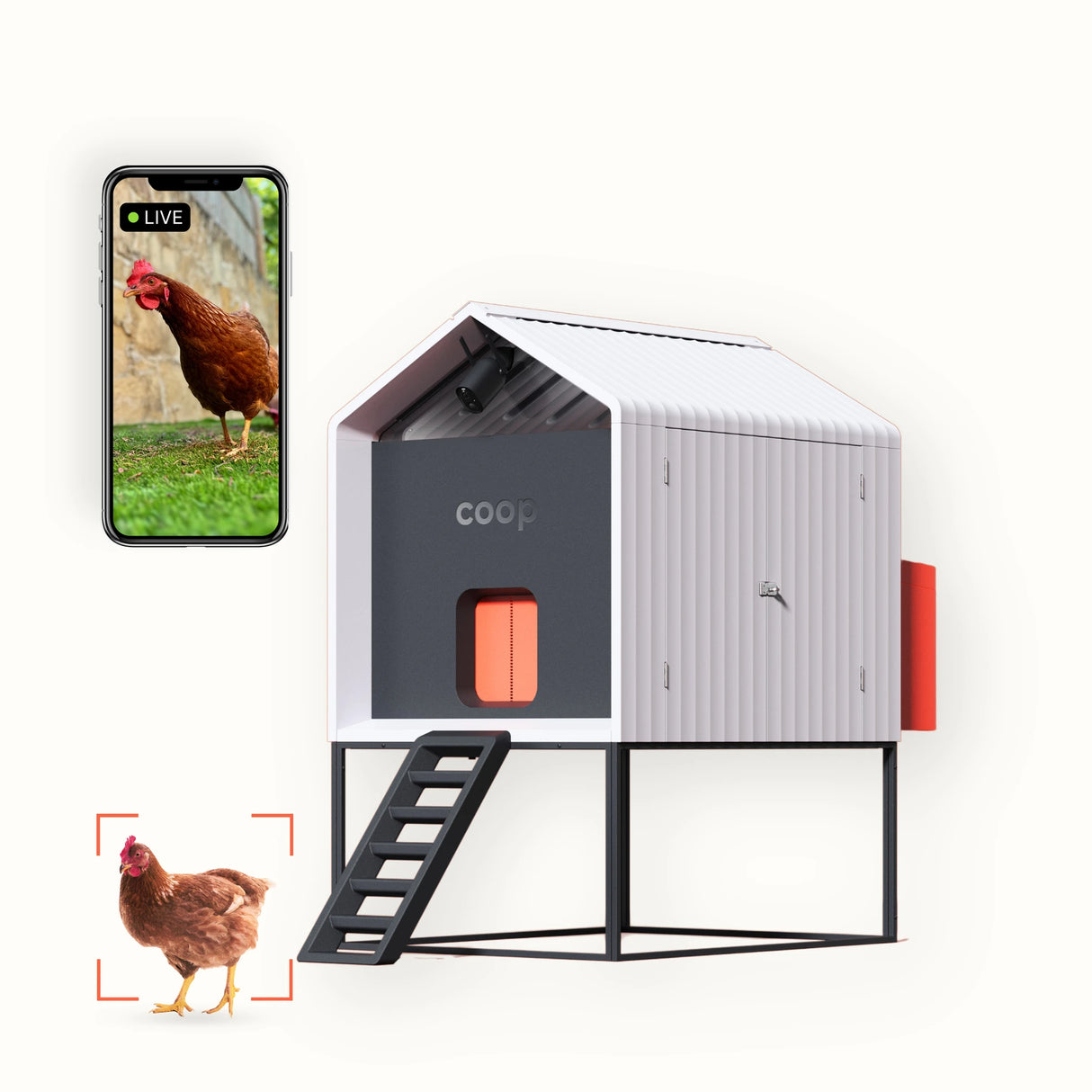 Hatching Time Smart Coop. A chicken coop can be seen on a raised stand. camera feed can be seen on cellphone of chicken.