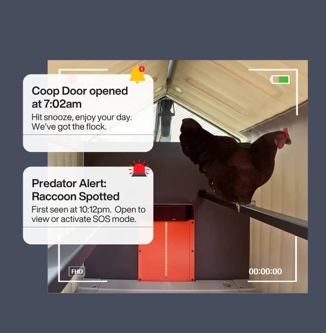 Hatching Time Coop Cam. Chicken can be seen on roost inside coop in image.