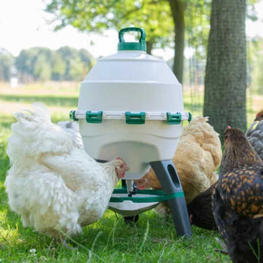 Chicken feeder with chickens around it in a natural setting