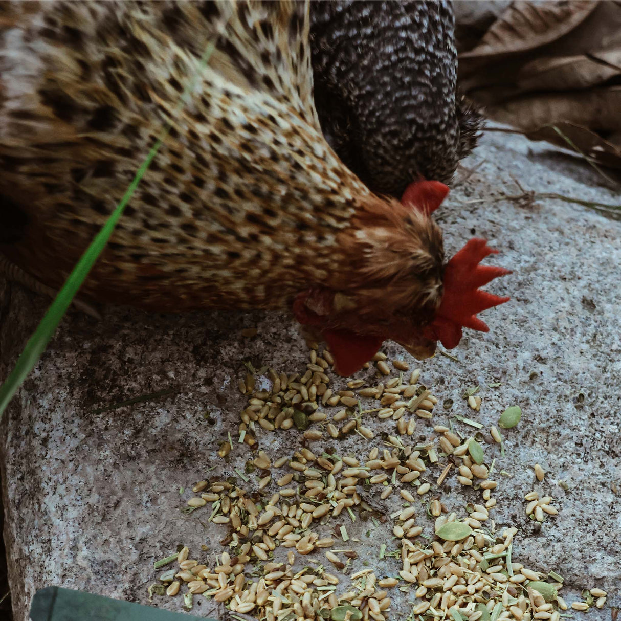 Bone and Mobility - Natural Joint & Bone Support for Chickens