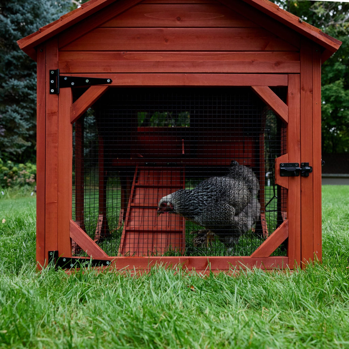Chicken Coop for 4 Chickens - Leghorn Cottage Backyard Coop