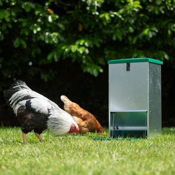 Two chickens near a Fedomatic feeder on grass with greenery in the background
