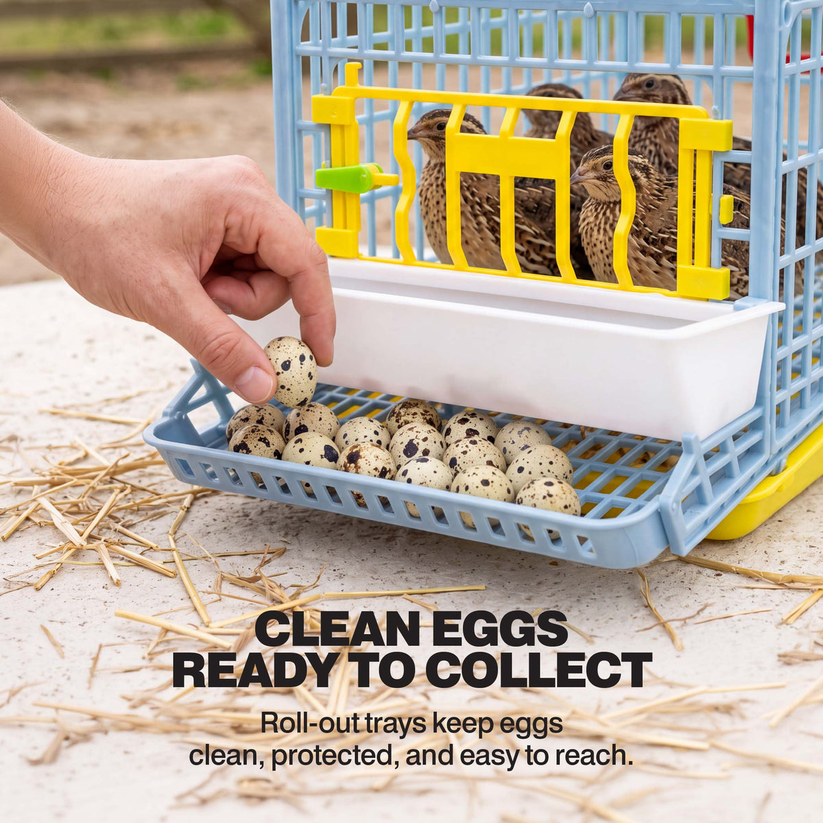 Hand collecting speckled quail eggs from the front roll-out egg tray on a Cimuka by Hatching Time quail cage