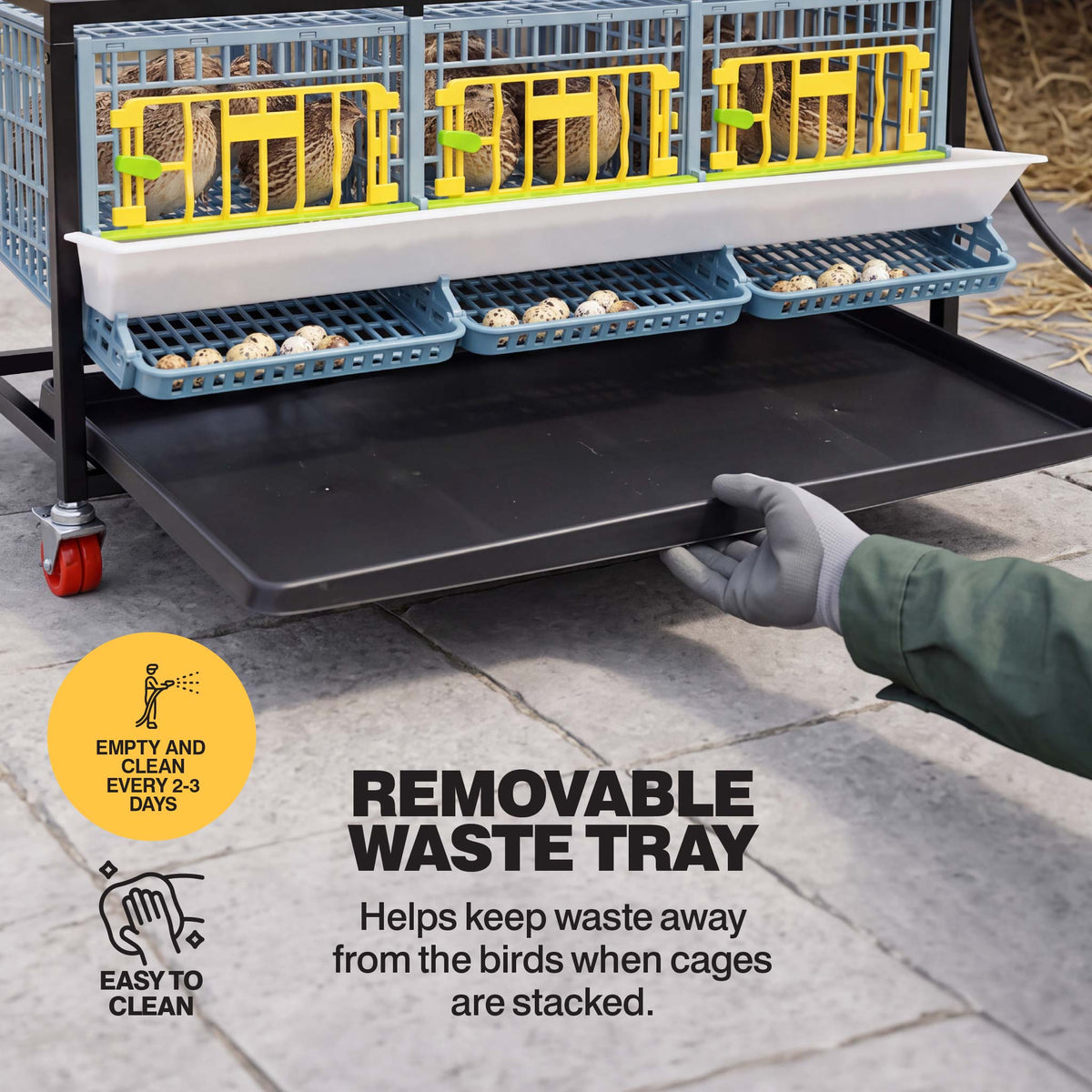 Removable waste tray being pulled from beneath the quail breeding cage