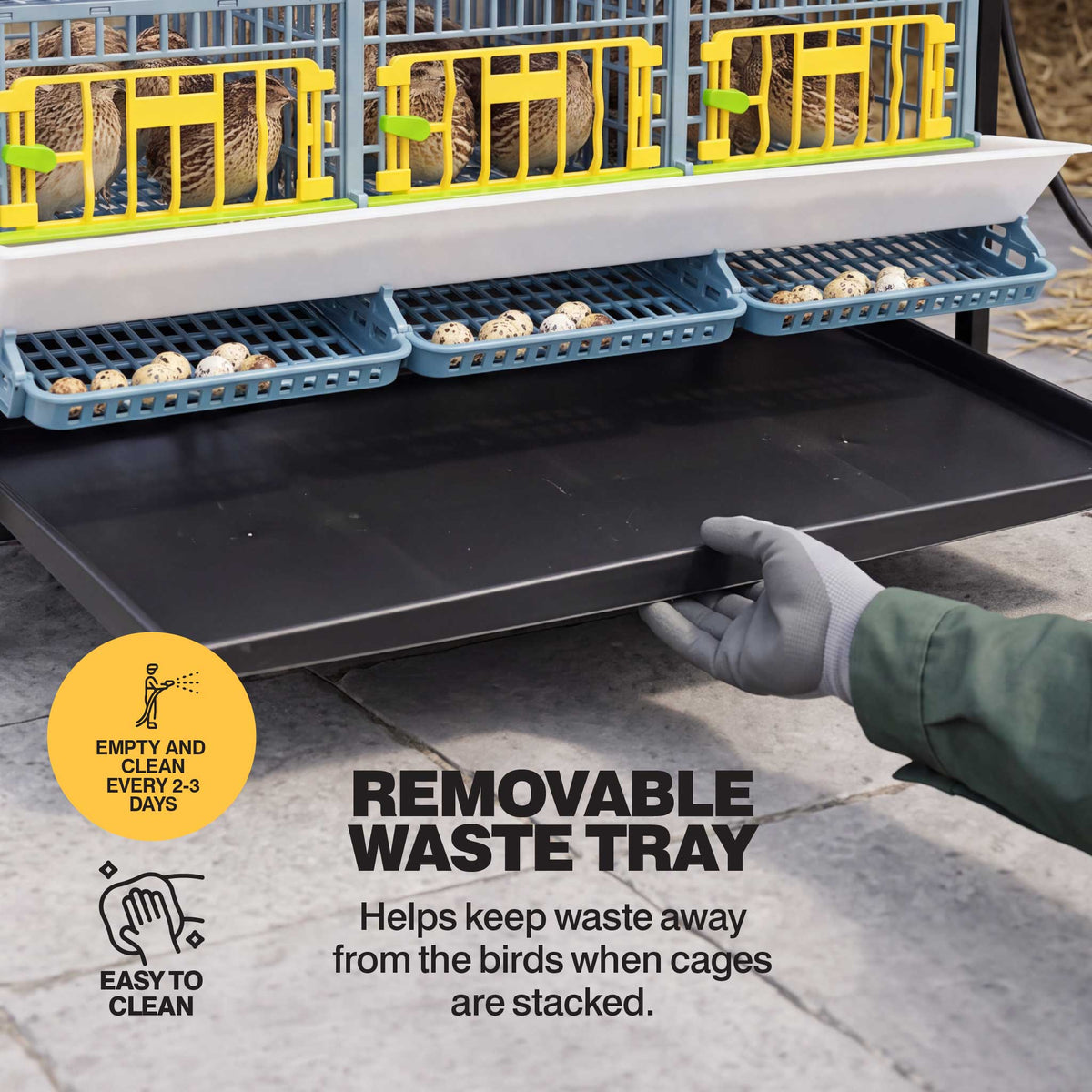 Gloved hand sliding out the black waste tray beneath a Cimuka by Hatching Time quail breeding cage