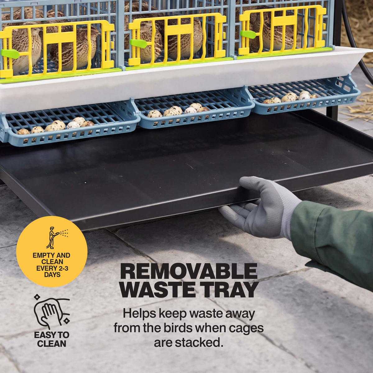 Removable waste tray sliding out beneath the quail breeding cage layer addition