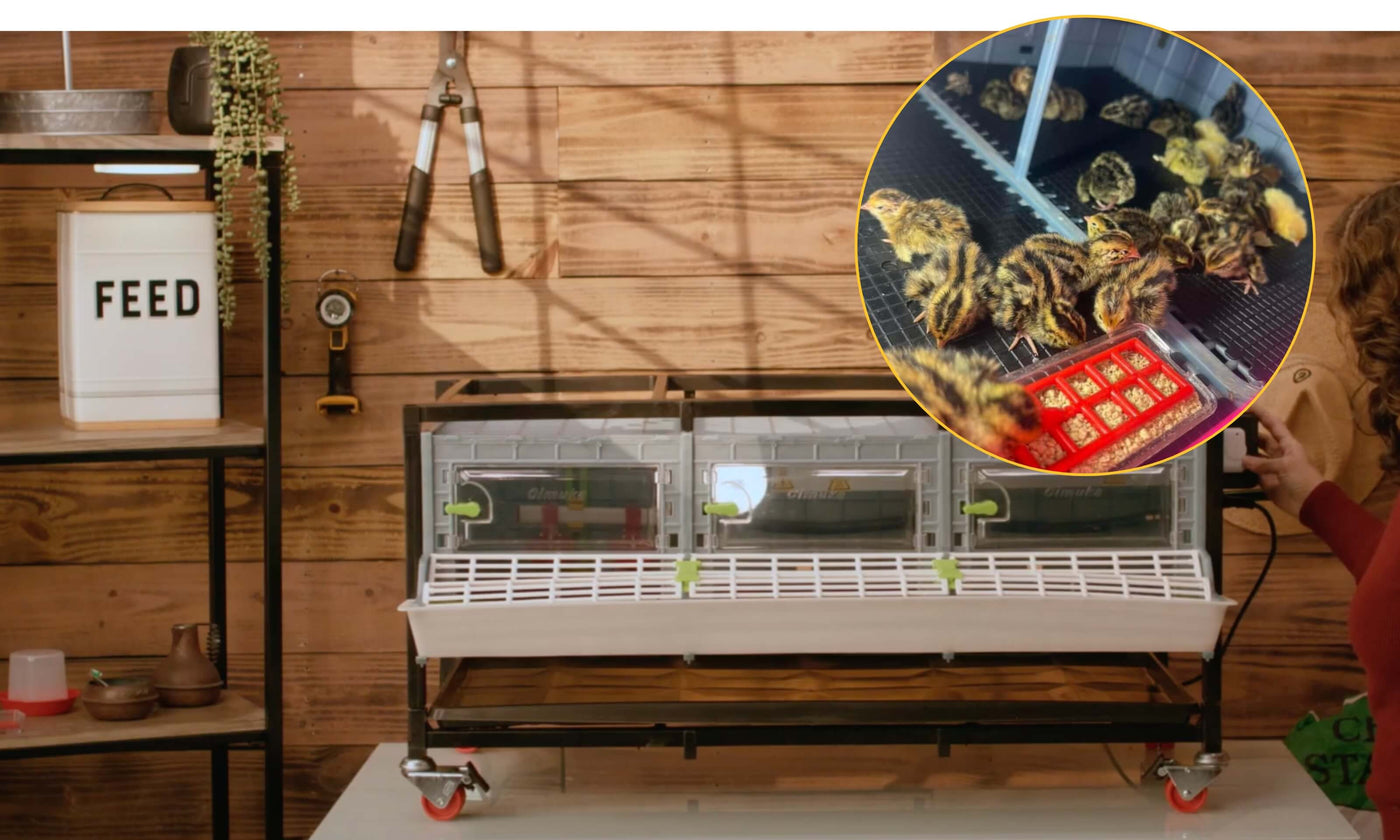 Hatching Time. COMFORTPLAST Stackable Brooding System for automation can be seen in image on table. Chicks are in bubble above brooder to show floor space.