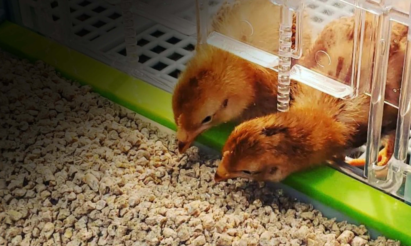 Ensure your chicks thrive with our all-in-one solutions for rearing chicks. From reliable chick brooders and heater plates to thermometers, hygrometers, and grow-out pens, we have everything you need to create the perfect home.