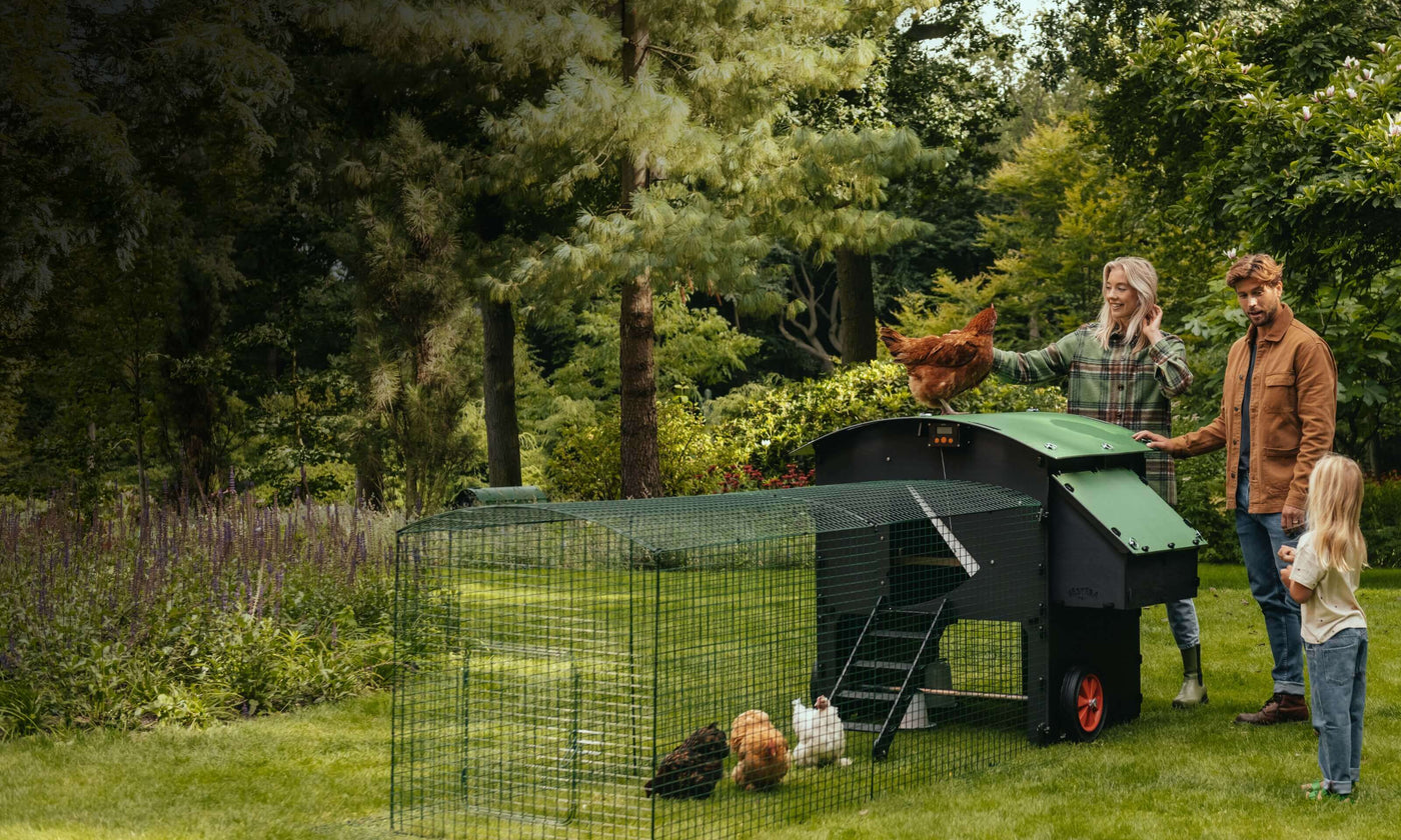 Find the best chicken coops for sale, from small to large walk-in models. Our collection features coops with runs, automatic doors, and solar-powered options. Perfect for flocks of all sizes, keeping your chickens safe and happy!