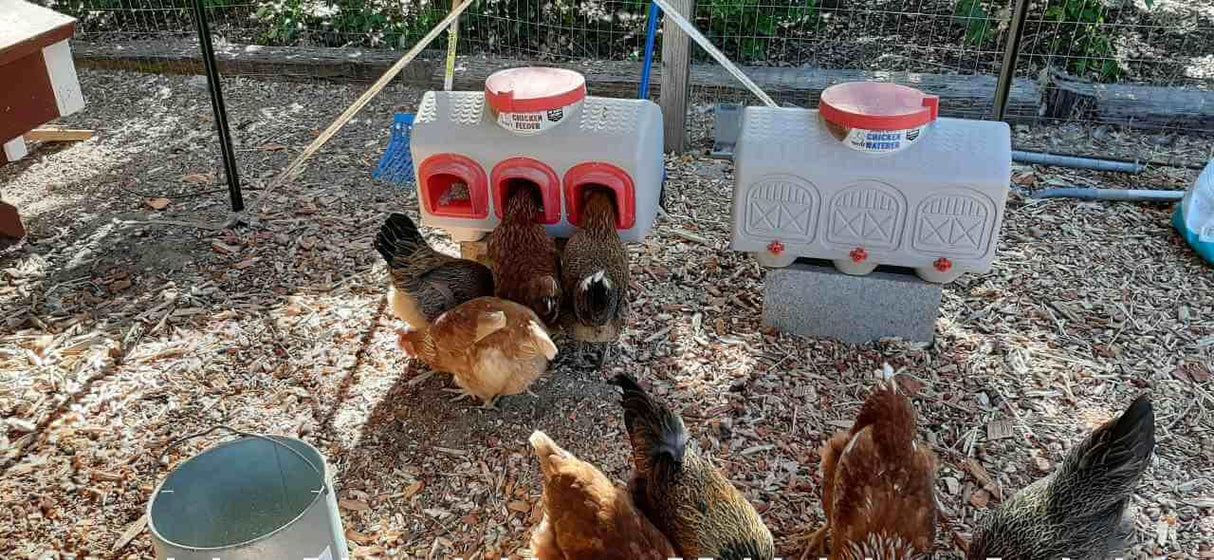 Chicken Waterer - 12 Gallon