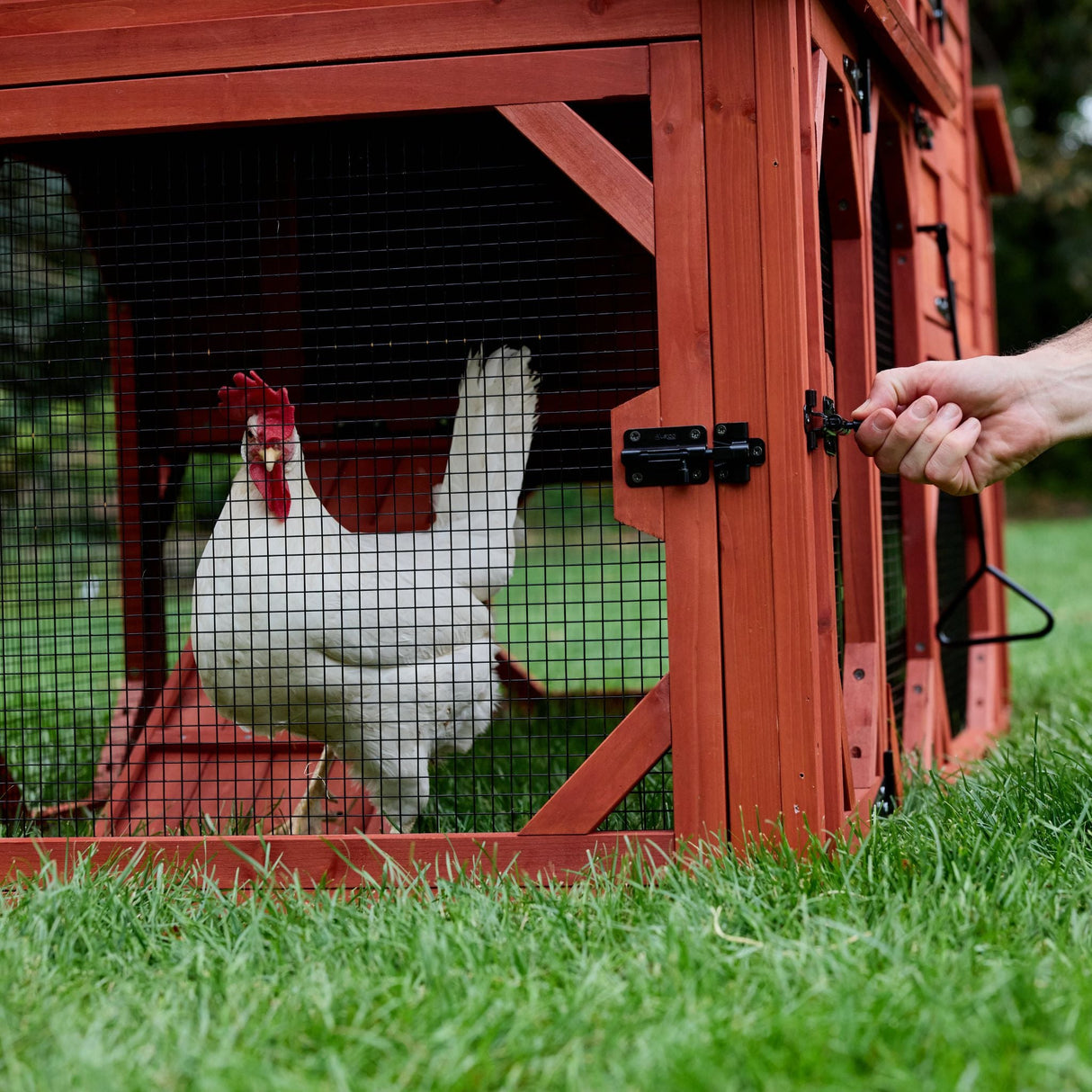 Chicken Coop for 4 Chickens - Leghorn Cottage Backyard Coop