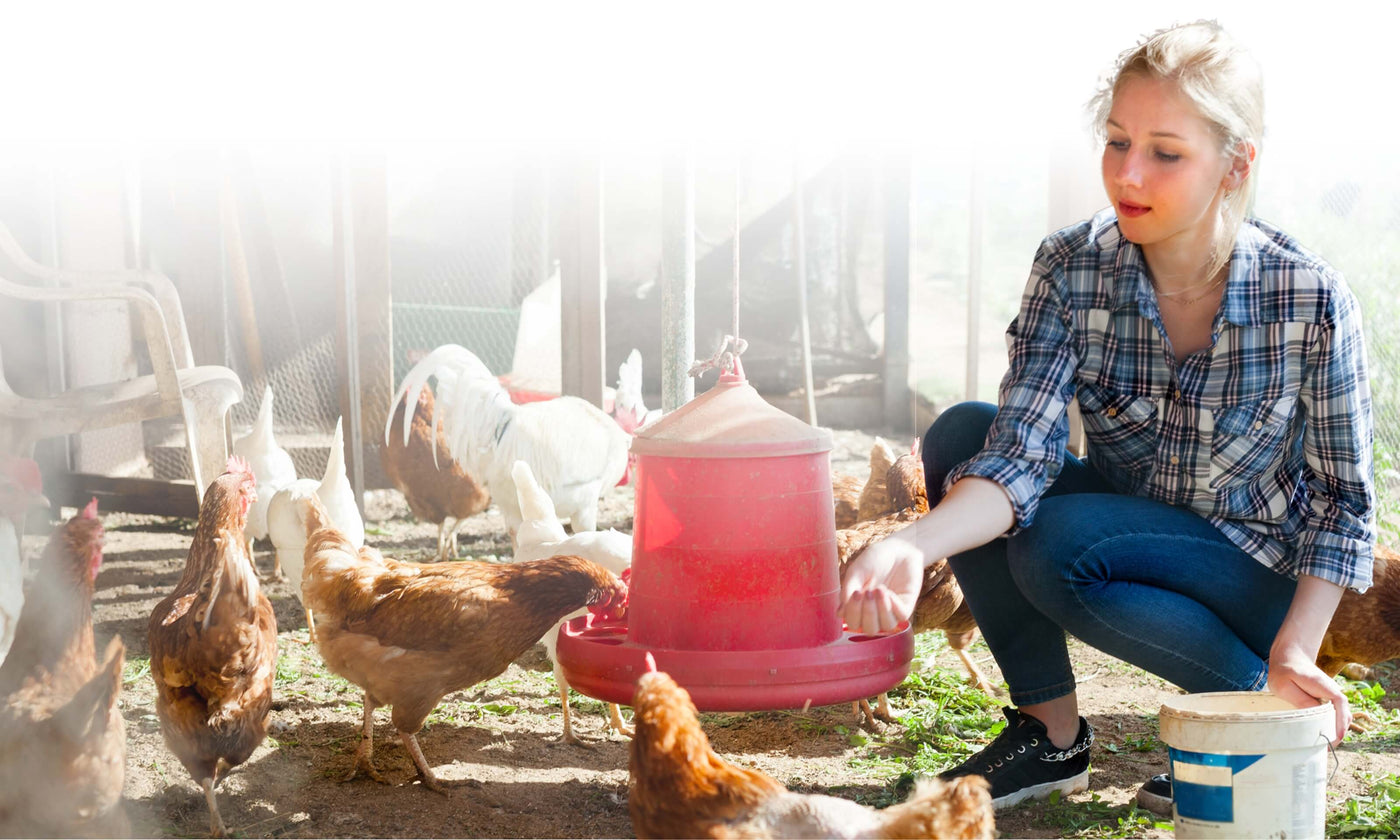 Hatching Time. Customer Support showing image of girl feeding and caring for chickens.