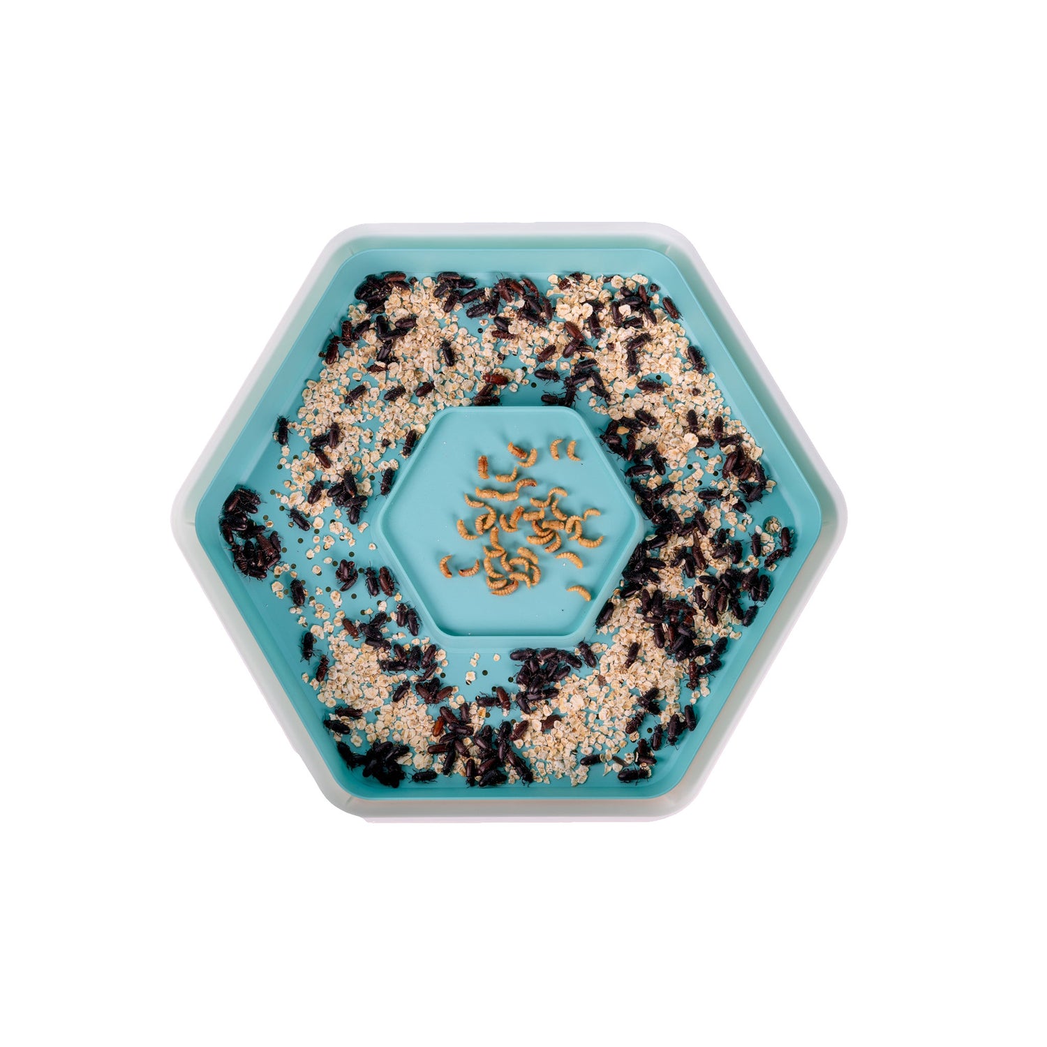 Hatching Time. Mealworm growing pod can be seen from above with mealworms and adult beetles in growing pod.