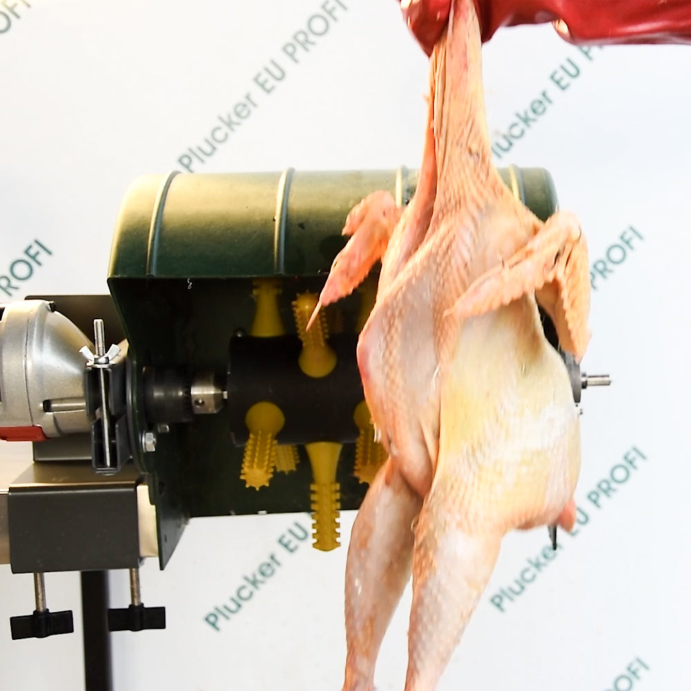 Processed chicken held beside drill feather plucker with yellow rubber fingers, demonstrating clean feather removal and professional plucking results