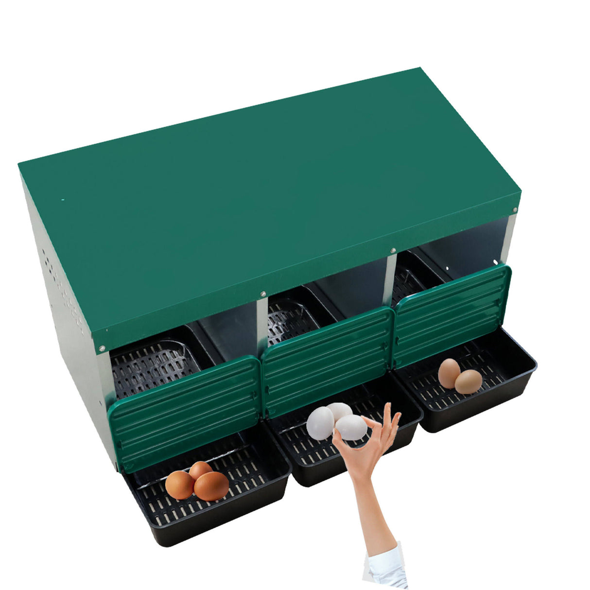 Person collecting fresh eggs from the EggHouse galvanized 3-bay nesting box with roll-out trays