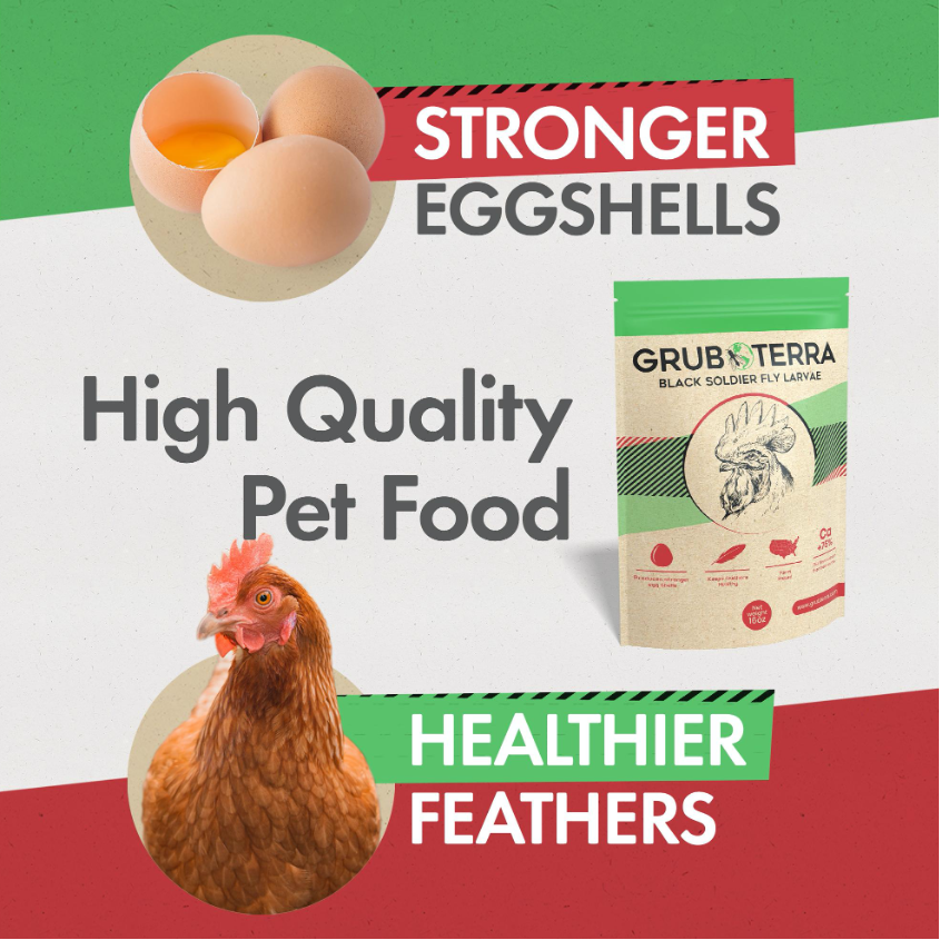 Hatching Time Grub Terra. Black Soldier Fly Larvae. Text reads stronger shells, high quality pet food, healthier feathers. A bag of black soldier fly larvae can be seen in image.