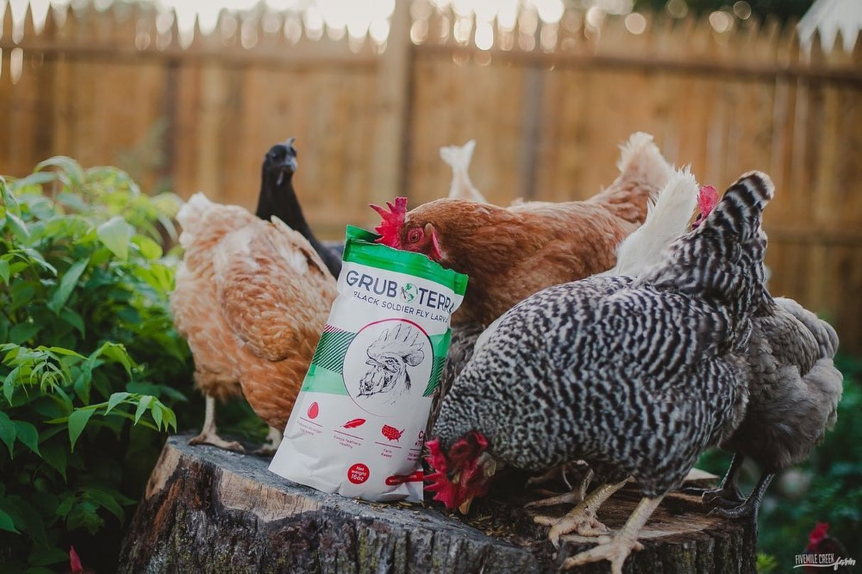 Hatching Time Grub Terra. Black Soldier Fly Larvae. a group of chickens can be seen eating out of Black soldier fly larvae bag on tree stump.