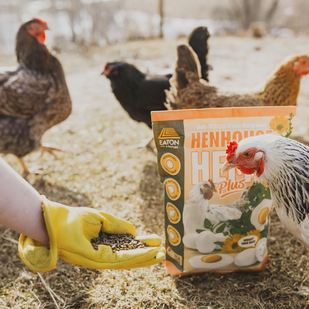 Henhouse Hemp Plus chicken supplement being fed to hens outdoors for better egg quality and feather health.