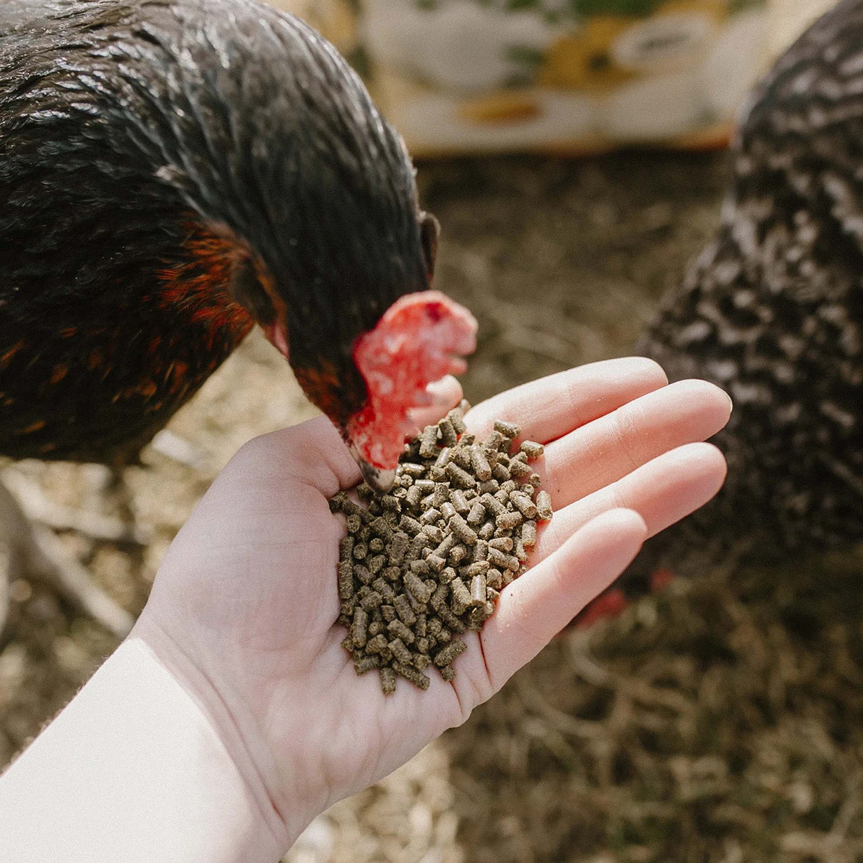 Chicken eating Henhouse Hemp Plus pellets from a hand to boost egg quality and overall flock health.