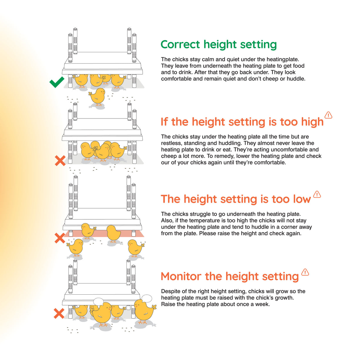 Diagram showing correct and incorrect height settings for a heating plate with chicks.
