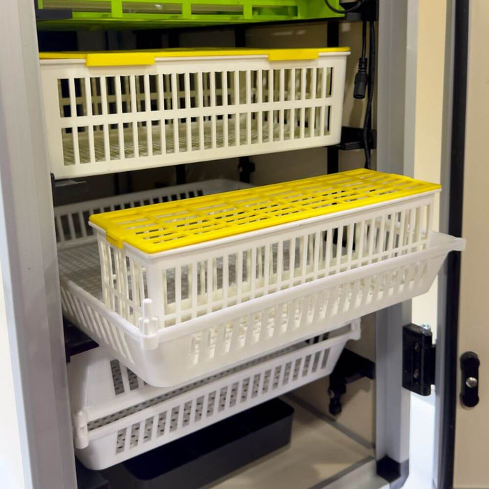 Hatching Time Cimuka. Hatching baskets can be seen in CT series incubator.