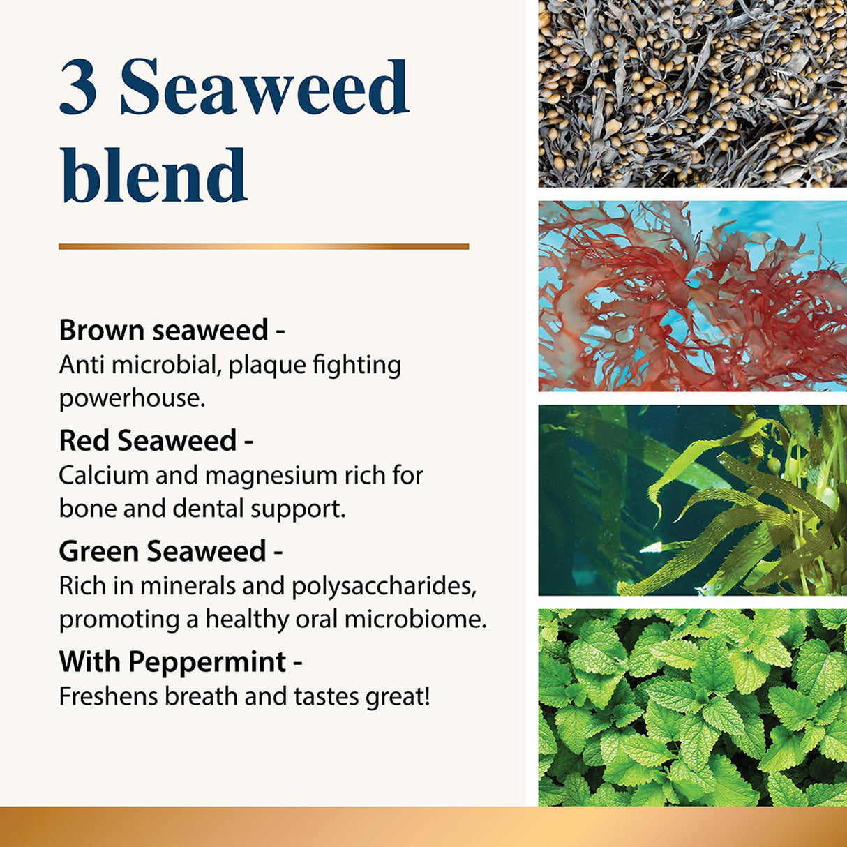 Karnlea dental powder graphic highlighting 3 seaweed blend ingredients