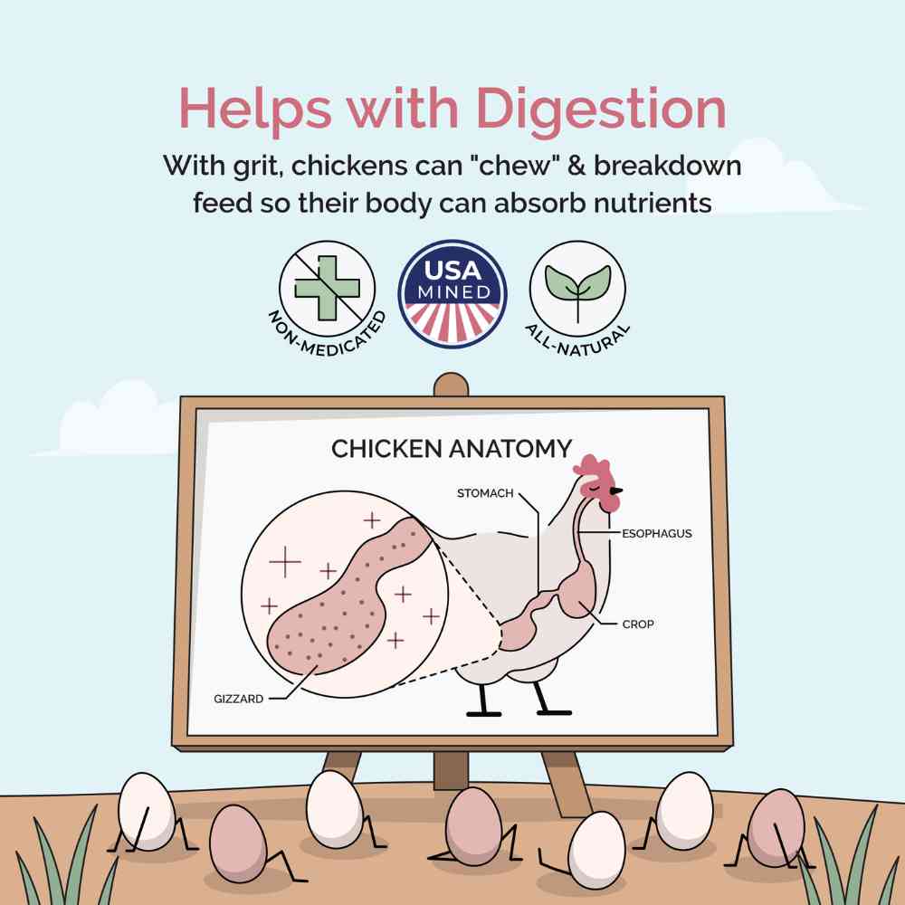 a diagram showing how mile four grit helps with poultry digestion