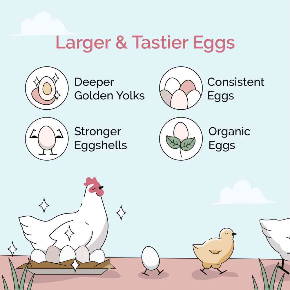 benefits of Mile Four Layer Organic Chicken Feed
