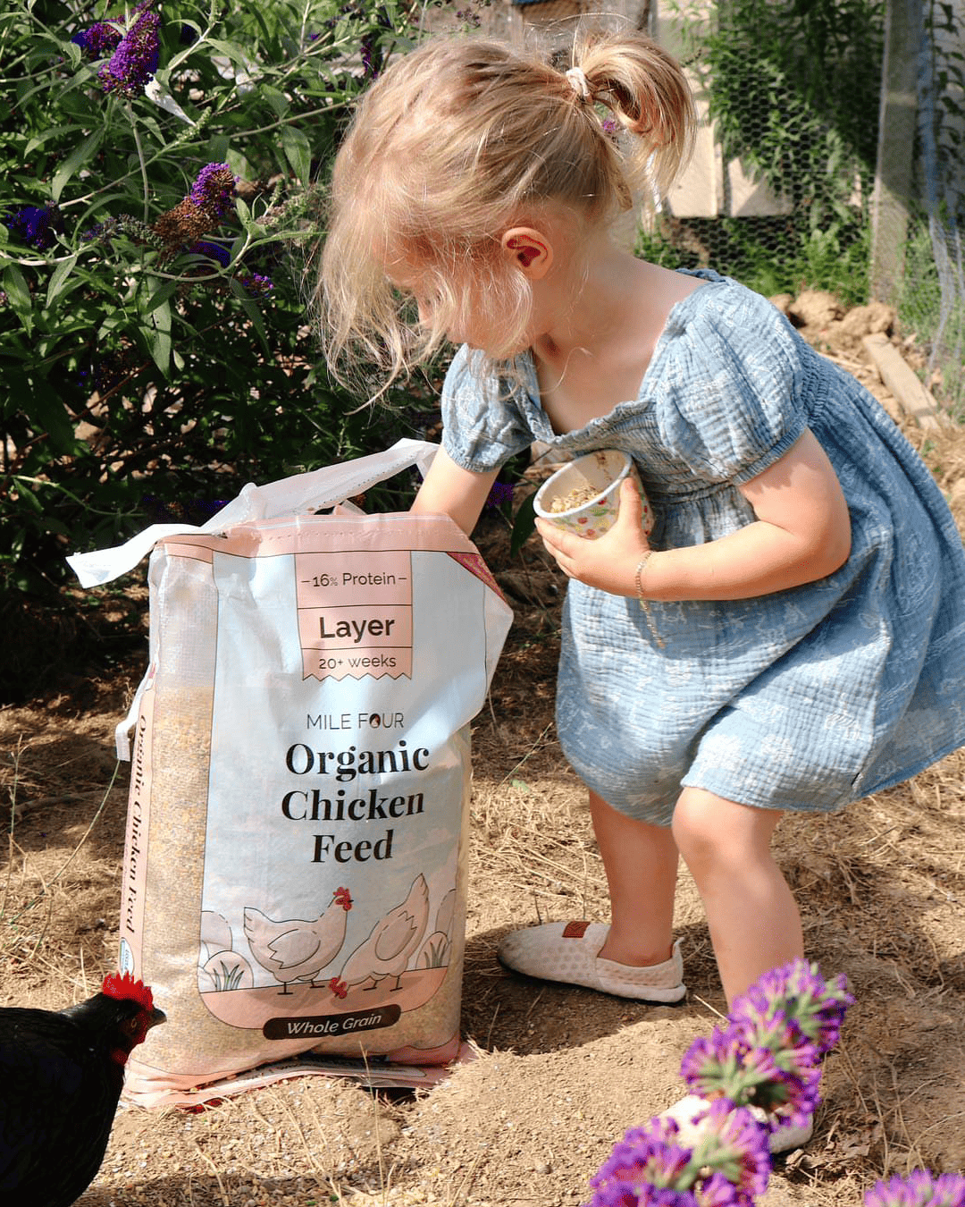 a child reaching into a large bag of Mile Four Layer Organic Chicken Feed