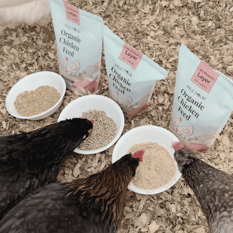chickens eating each type of Mile Four Layer Organic Chicken Feed