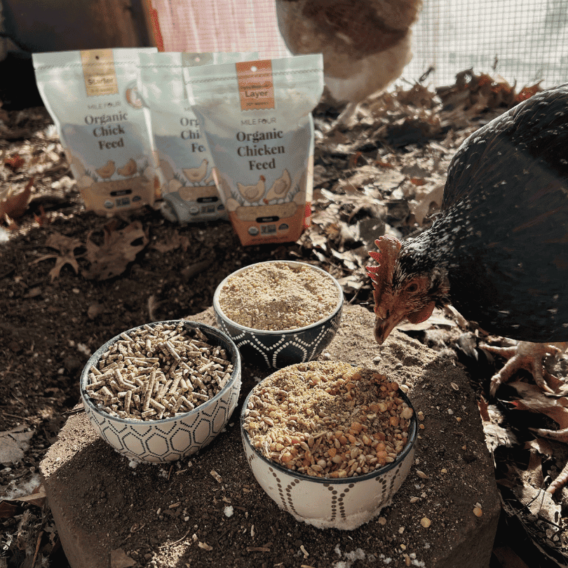 a sampler peck of Mile Four Organic Chicken Grower Feed
