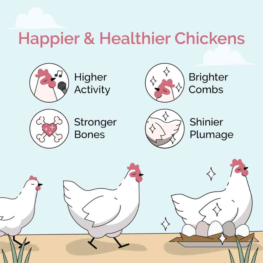 benefits of Mile Four Starter Organic Chicken Feed