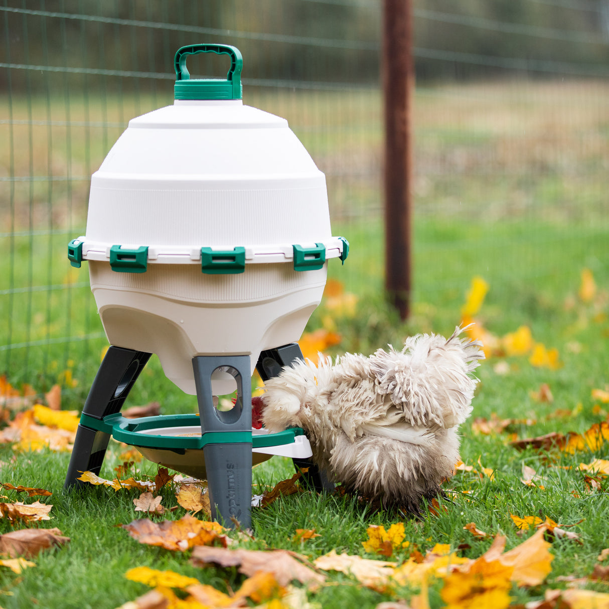 a chicken drinking from the Optimus Poultry Drinker - 6 Gallon