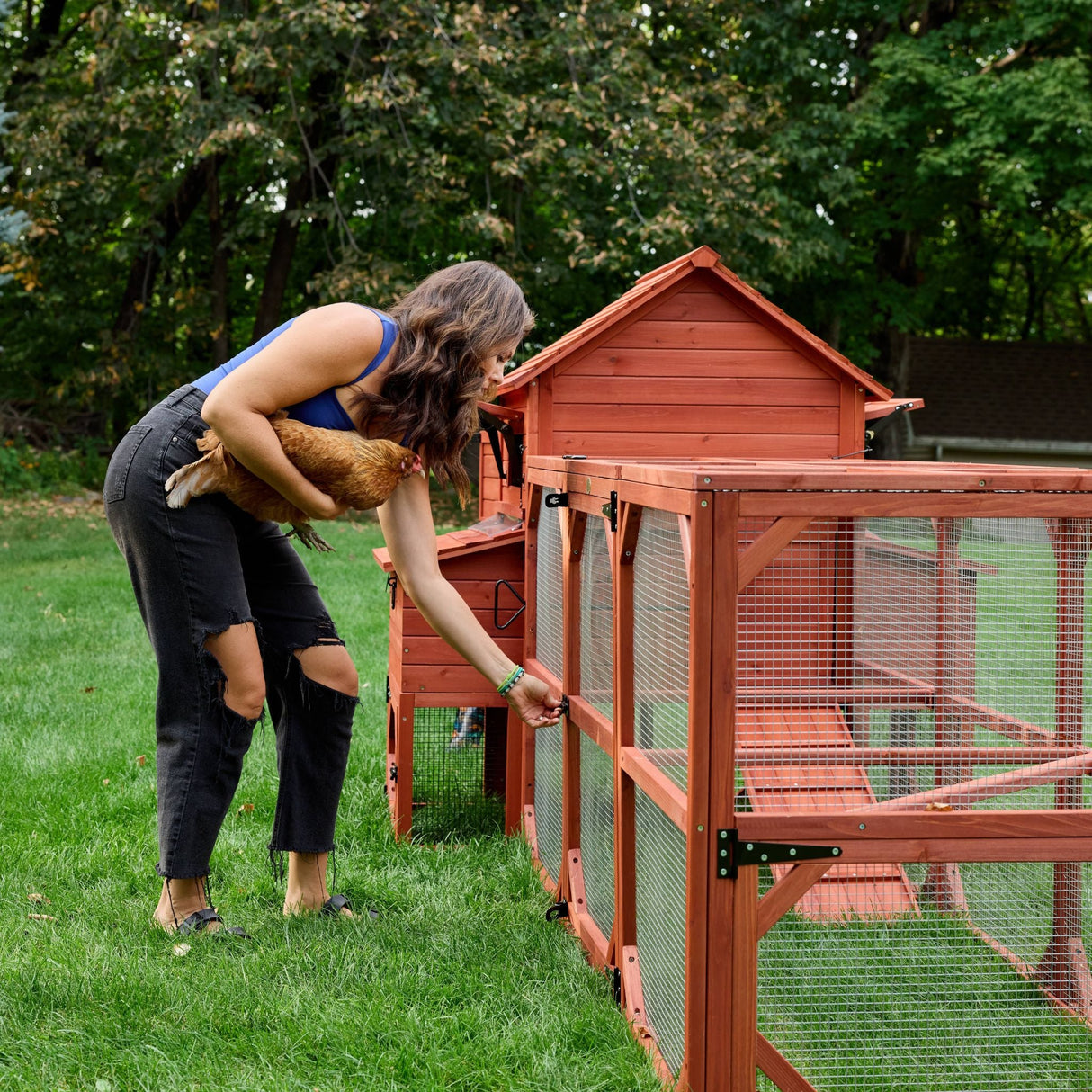 Chicken Coop for 6 Chickens - Orpington Lodge with Run Options