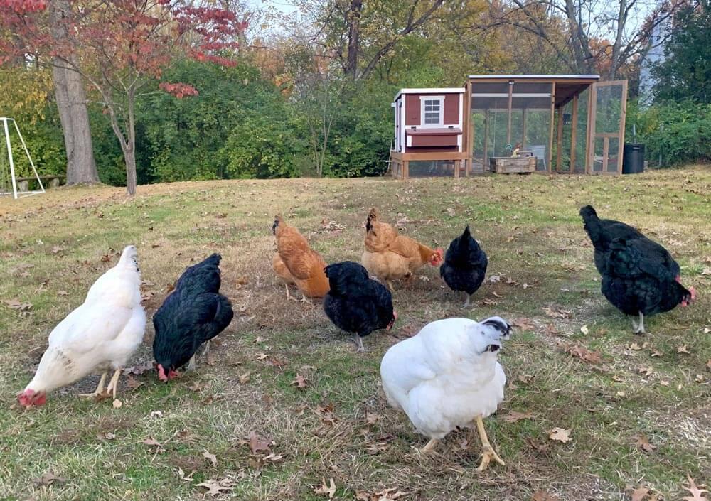 Chicken Coop - Medium (Up to 10 Chickens)