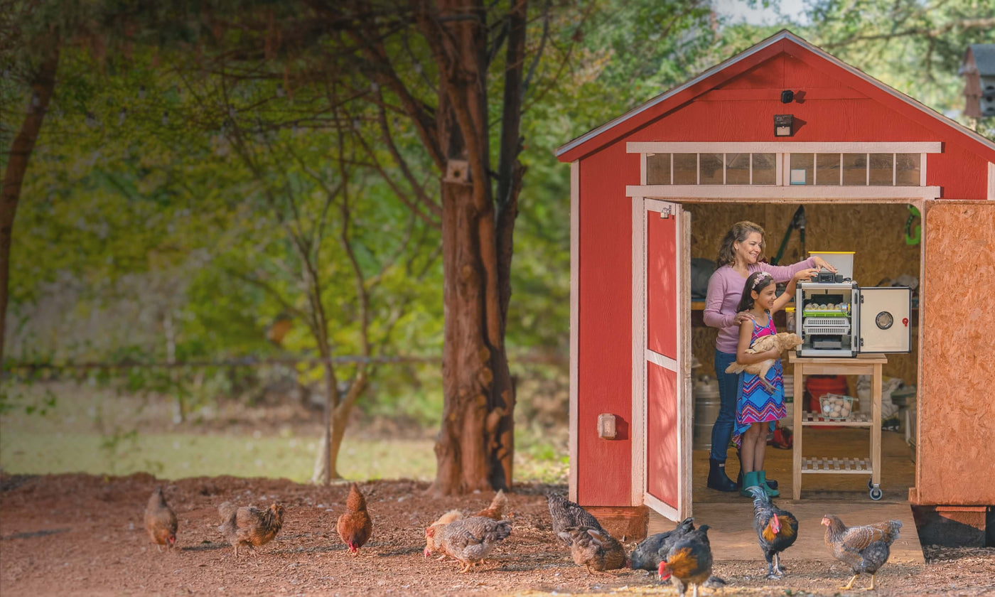 Premium Poultry Keeping Equipment for Chicken & Game Birds: Egg Incubators, Chick Brooders, Breeding Pens, Coops & More