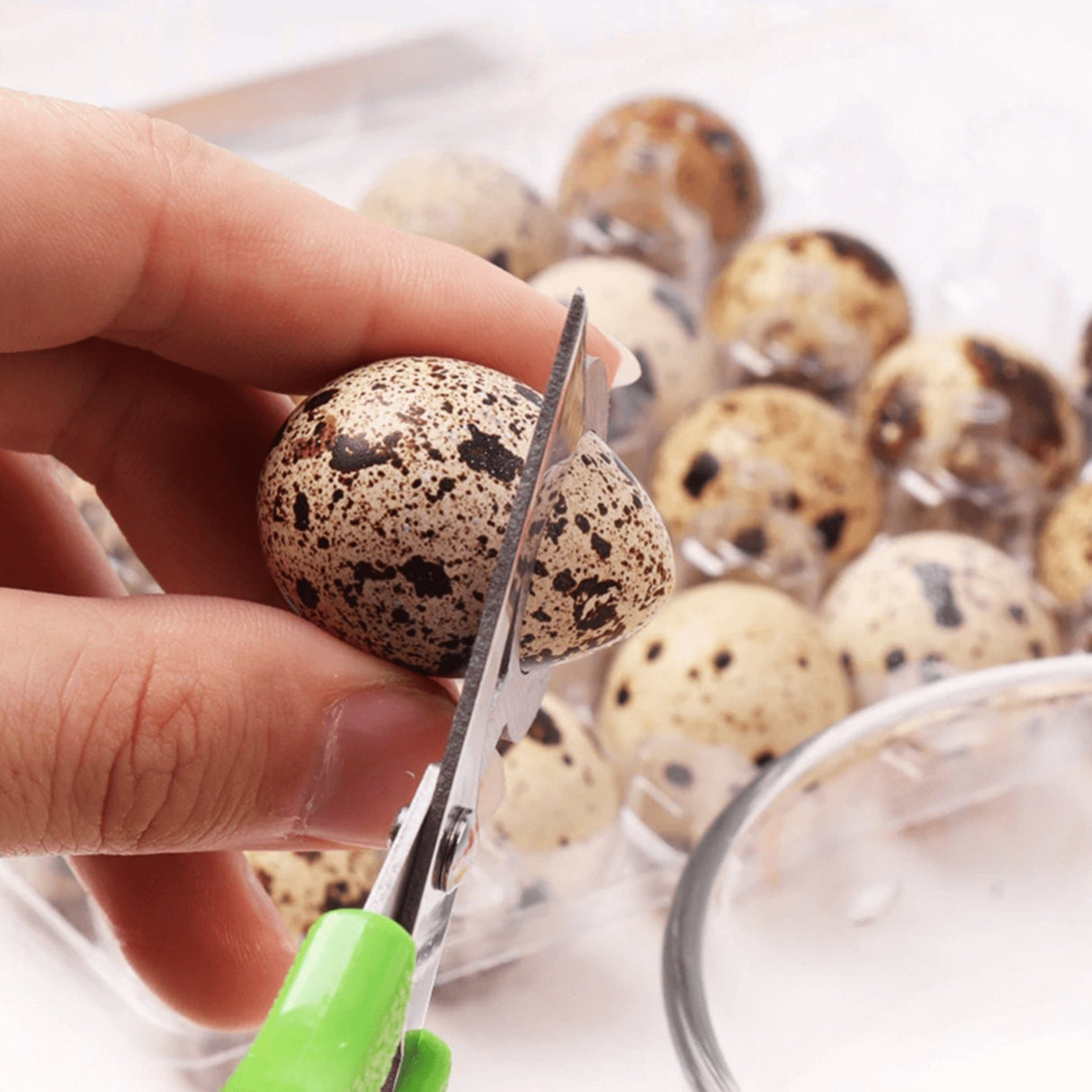 Quail Egg Scissors Close Cutting - Hatching Time