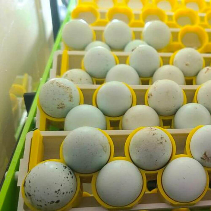Hatching Time Cimuka. Quail eggs can be seen in quail egg rack.