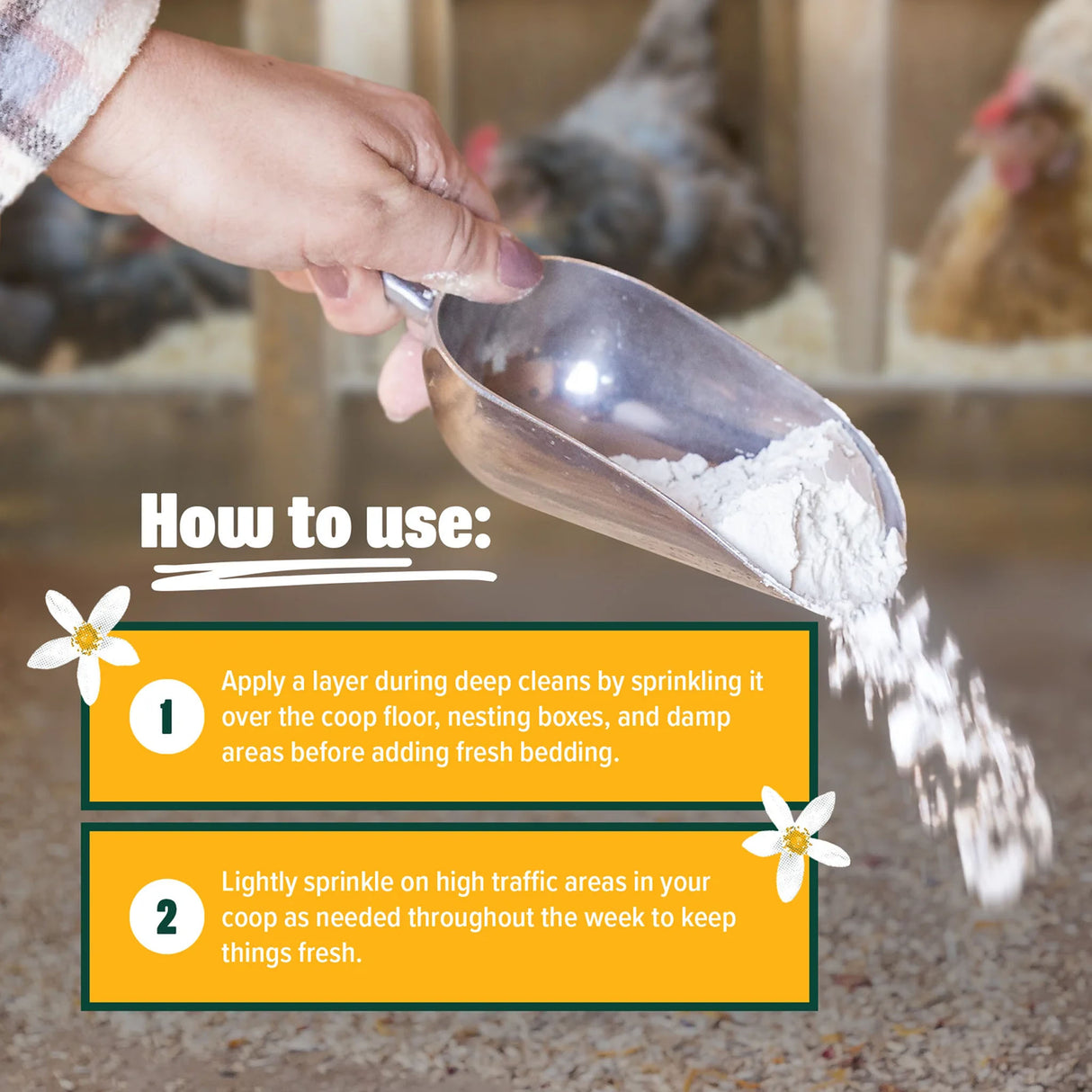 Using Revitalime coop freshener – hand sprinkling natural powder on coop floor to reduce odor, moisture, and pests.