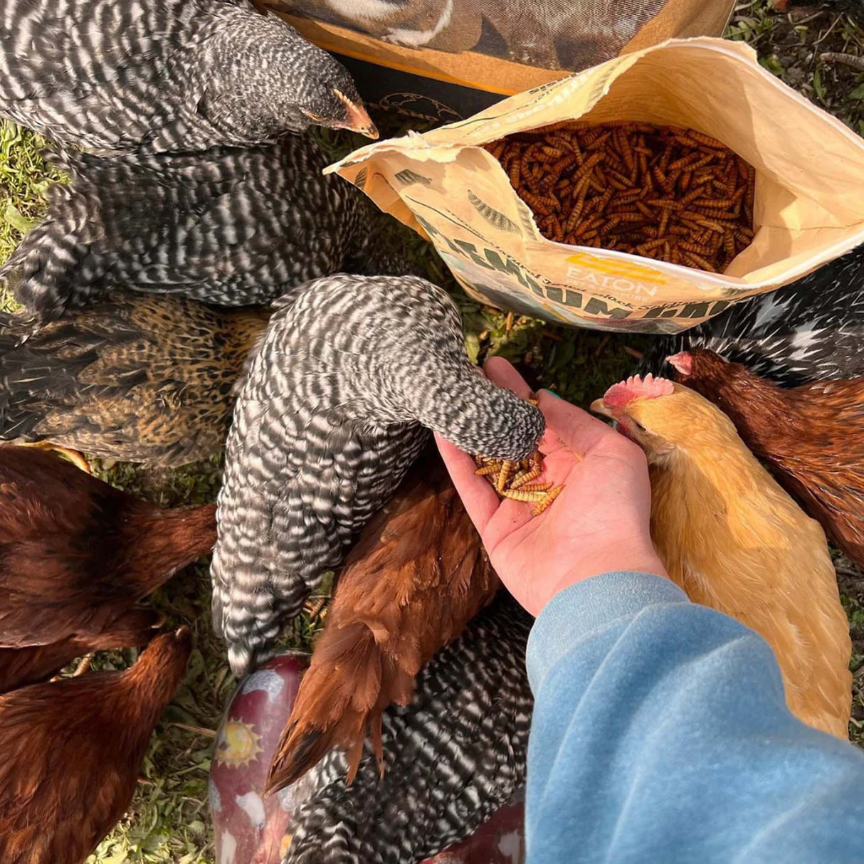 Backyard chickens gathering around a hand-fed serving of Premium Grubs black soldier fly larvae from an opened Eaton Pet & Pasture bag.