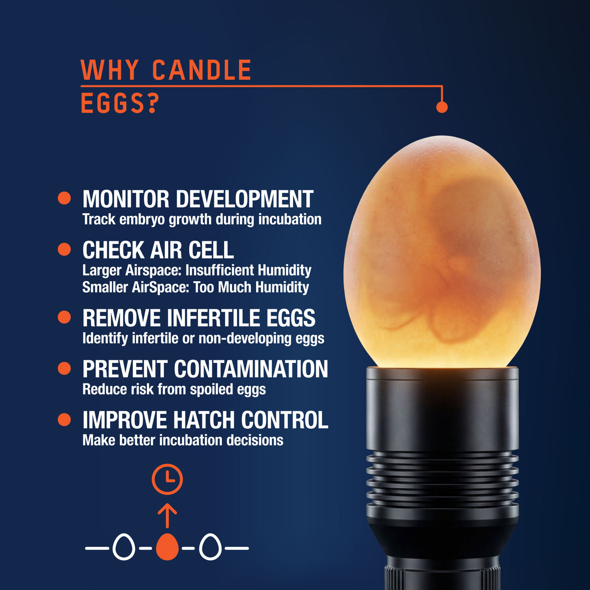 Hatching Time LED egg candler showing embryo development, air cell checks, and identification of non-developing eggs