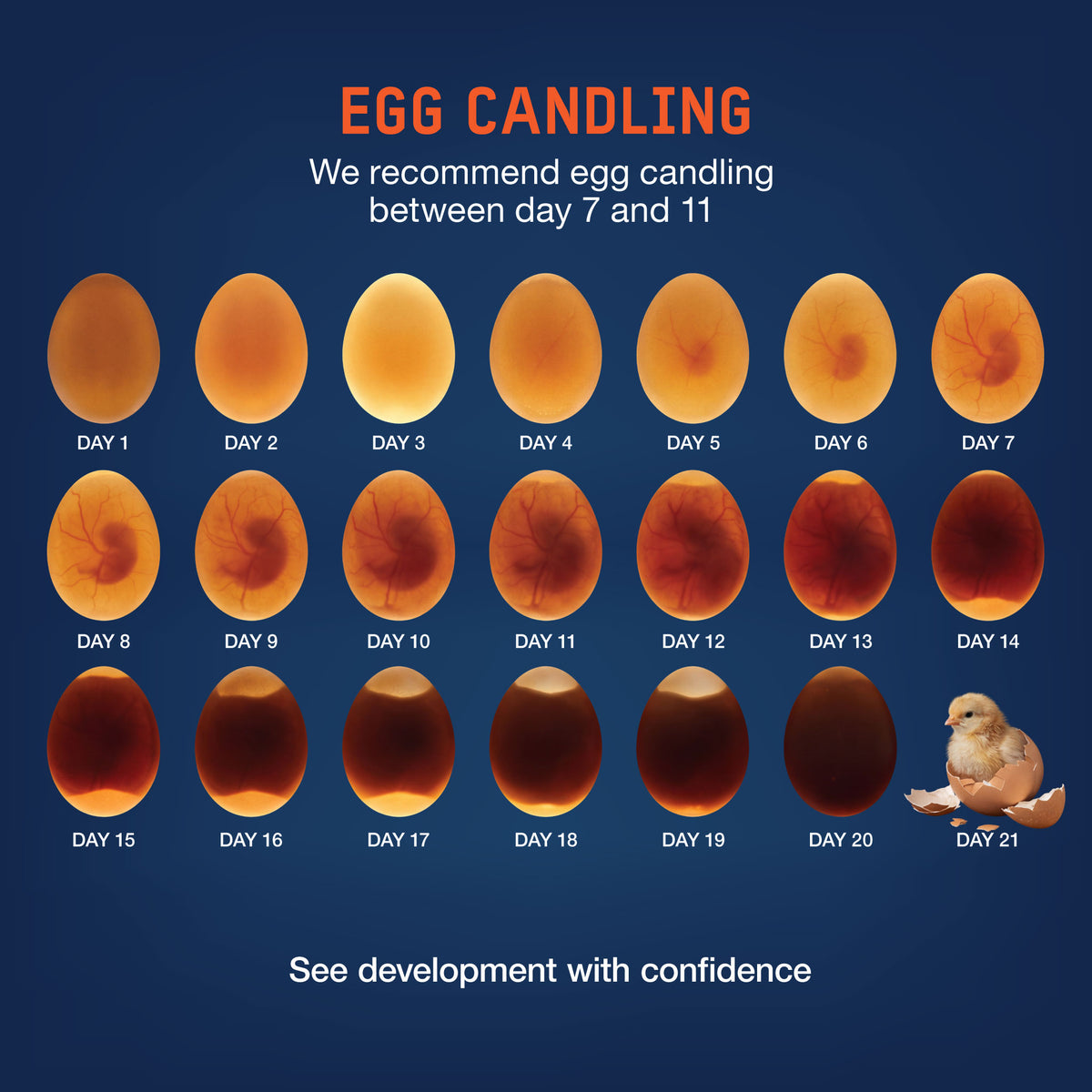 Chicken egg candling chart showing embryo development from day 1 to day 21, including blood vessel formation, growing embryos, recommended candling days 7–11, and chick hatching.