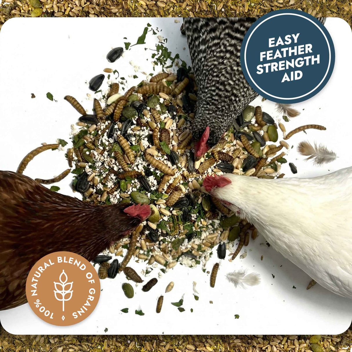 Three chickens pecking at a tray of mixed seeds and grains with 'Easy Feather Strength Aid' label.