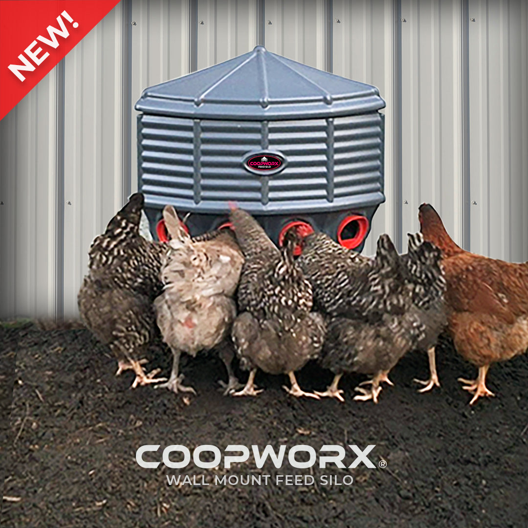 Hatching Time Silo wall mounted Coopworx Feeder shown being used by 6 chickens