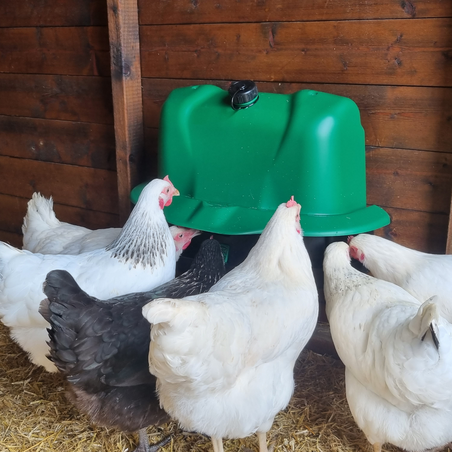 Hatching Time Wise. Drinker mounted on wall can be seen being used by 6 chickens.