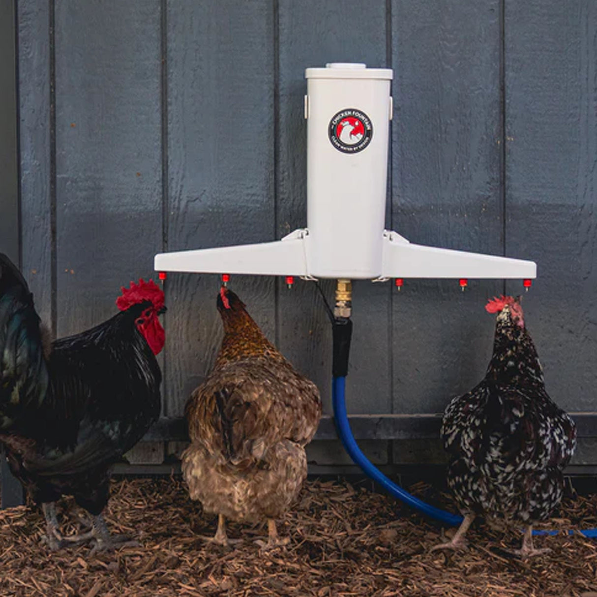 The Chicken Fountain Gen 2 automatic chicken waterer mounted inside a coop supplying fresh water to backyard chickens