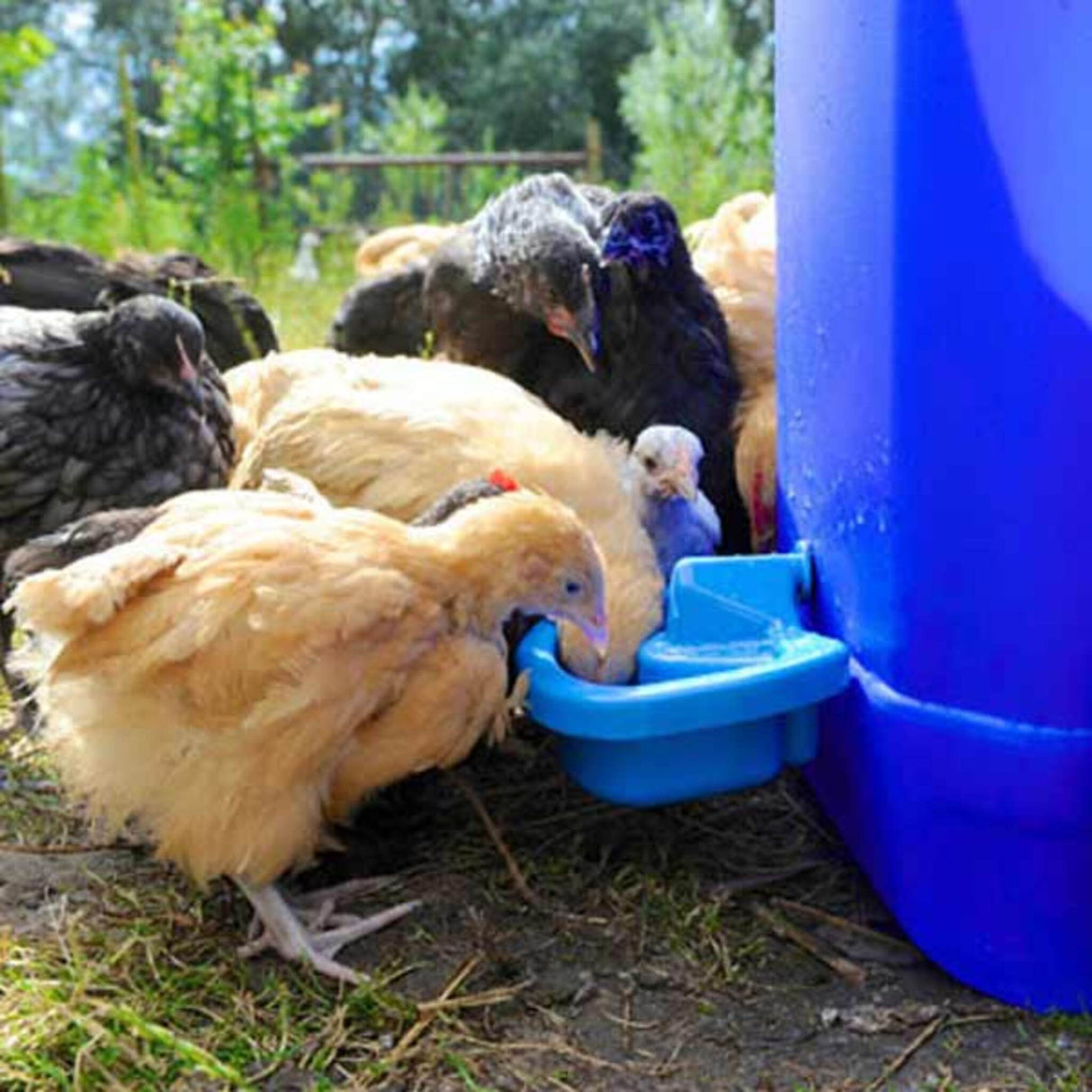 Hatching Time Maxicup. Automatic poultry waterer can be seen in image being used by a group of chickens.